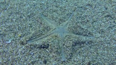 İnce bir deniz yıldızı veya Kum Denizyıldızı (Astropecten spinulosus) kumlu bir tabanda gömülür, zaman atlaması. Akdeniz.