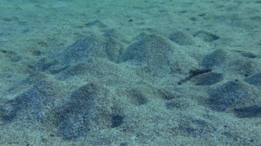 Kum Solucanı (Arenicola marinası) kumlu zeminde, bir ucunda tümsek olan çukurlar kazar. Solucan tarafından oluşturulan su hareketi bu volkanların patlamasına neden olur..