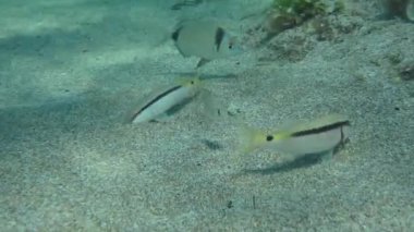 Kırmızı çizgili keçi balığı (Parupeneus forsskali) toprağı kazarken, yaygın iki bantlı deniz kabuğu (Diplodus vulgaris) keçi balığının yemeyeceği yiyecekleri toplar ve onlara bakacakları umut verici noktalar gösterir..