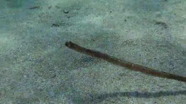 Kamera Broadnosed Pipefish veya Deep-snouted Pipefish 'ten (Syngnathus typhle) yavaşça uzaklaşır ve kumlu tabanın üzerinde yüzer. Akdeniz.