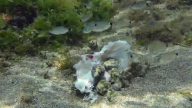 Denizin hademeleri: Birçok gastropod Dye-Murex veya Murex Trunculus (Hexaplex trunculus) ölü balık yer ve genç bir balık sürüsü olan Annular deniz kabuğu (Diplodus annularis) onlara yardıma gelir..