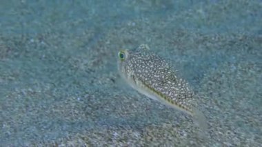 Sarı benekli kirpi balığı (Torquigener flavimaculosus) yavaş yavaş kumlu zeminde yüzer ve artan hızıyla uzaklaşır. Akdeniz.