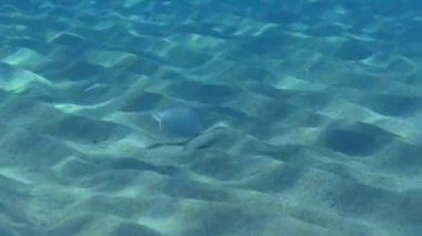 Sualtı Sahneleri: Geniş Gözlü Flounder (Bothus podas), su sütunda yüzerek dipte daha hızlı yiyecek bulan Pearly Razorfish 'i (Xyrichtys novacula) takip eder..