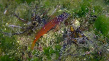 Parlak kırmızı erkek Siyah Yüzlü Blenny (Tripterygion melanurum) yeşil yosunlarla kaplanmış bir kayanın üzerinde yiyecek arar ve çerçeveyi yakın plan bırakır. Akdeniz, Yunanistan.