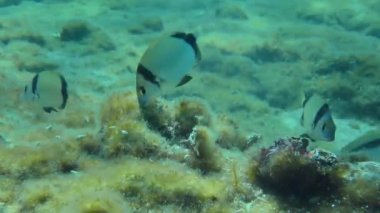 İki bantlı çok sayıda yaygın deniz kabuğu (Diplodus vulgaris), alglerle kaplı deniz tabanında yiyecek arayan Kızıl Deniz keçi balığını (Parupeneus forskali) takip eder. Akdeniz.