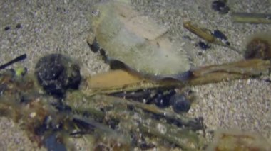 Yaygın mürekkep balığı (Sepia officinalis) deniz yatağının üzerinde yüzer ve çevresine uyması için renk değiştirir..