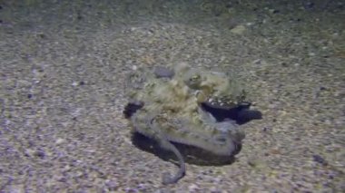 Deniz sahnesi: Yaygın ahtapot (Octopus vulgaris) kumlu taban boyunca hareket ederek yiyecek aramak için dokunaçlarıyla inceler.