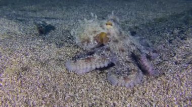 Ahtapot (Octopus vulgaris) kumlu bir zeminde oturur ve sonra yavaşça başka bir yere gitmeye başlar..