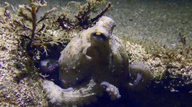 Ahtapot (Octopus vulgaris) alglerle kaplanmış bir kayanın yarığında oturur ve sonra yavaşça çerçeveyi terk eder..