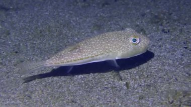 Deniz yaşamı: Akdeniz 'in istilacı balık türleri Sarı benekli kirpi balığı veya Aygır Kirpi balığı (Torquigener flavimaculosus).