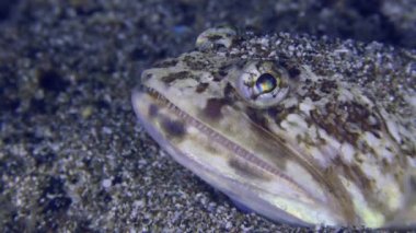 Deniz altı sahnesi: Kertenkele ya da Kertenkele (Synodus saurus) kısmen kuma gömülü avını bekler, sonra çerçeveyi yakın plan bırakır..