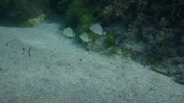 Birkaç Annular deniz kabuğu balığı taşların arka planında yüzüyor. Aşağıda kayıp bir Huawei akıllı telefonu yatıyor..