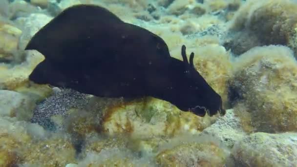 Lièvre Mer Tacheté Lièvre Mer Noir Aplysia Fasciata Rampe Lentement — Video