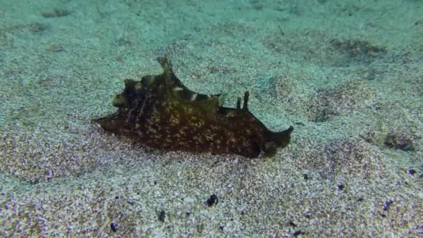 Gevlekte Zeehaas Zwarte Zeehaas Aplysia Fasciata Die Met Zijn Vleugels — Stockvideo