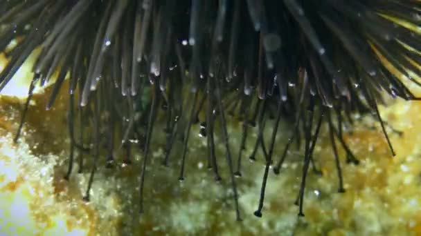 Zwarte Zee Egel Arbacia Lixula Draait Naar Een Horizontale Positie — Stockvideo