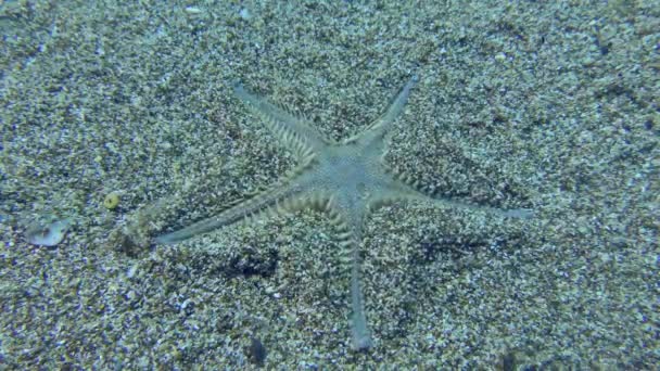 Nce Bir Deniz Yıldızı Veya Kum Denizyıldızı Astropecten Spinulosus Kumlu — Stok video