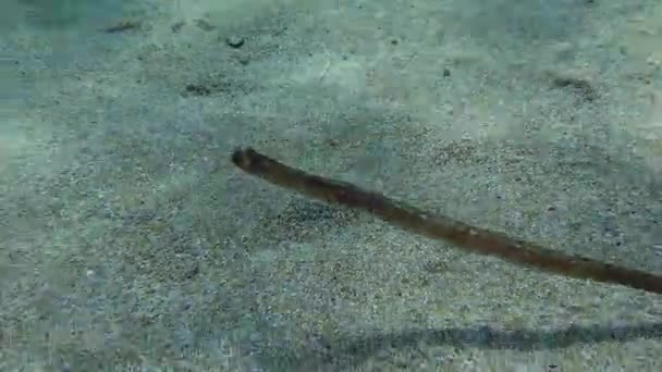 Camera Slowly Moves Away Broadnosed Pipefish Deep Snouted Pipefish Syngnathus — Stock Video
