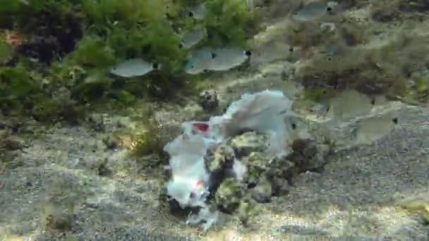 Orderlies Sea Many Gastropods Banded Dye Murex Murex Trunculus Hexaplex — Vídeo de Stock