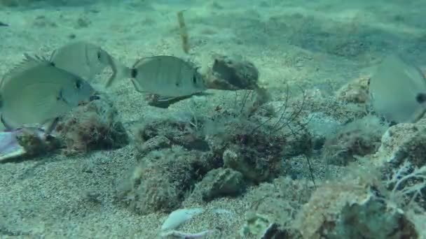 Bir Balık Sürüsü Olan Yıllık Deniz Halkı Diplodus Annularis Deniz — Stok video