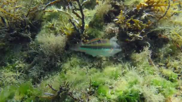 Unterwasserszene Afrikanischer Regenbogenlippfisch Oder Mittelmeer Regenbogenfisch Coris Julis Sucht Auf — Stockvideo