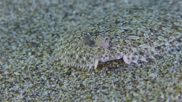 Ψάρι Ανοιχτά Μάτια Bothus Podas Βρίσκεται Αμμώδη Πυθμένα Μπροστινή Όψη — Αρχείο Βίντεο