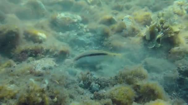 紅海のヤギ パウペネウス ノススカリ 他の魚を引き付ける泥だらけの底に濁りの雲を残します — ストック動画