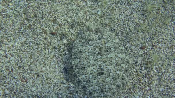 Wide Eyed Flounder Bothus Podas Βρίσκεται Στον Αμμώδη Βυθό Επιδεικνύοντας — Αρχείο Βίντεο