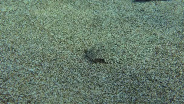 Geniş Gözlü Flounder Bothus Podas Aşağıdan Biraz Yiyecek Aldı Akdeniz — Stok video