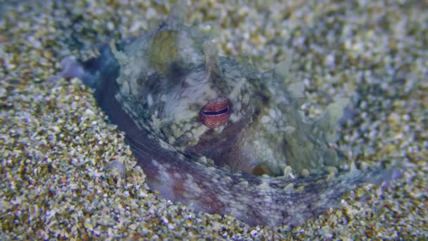 Πορτραίτο Κοινού Χταποδιού Octopus Vulgaris Θαμμένο Στην Άμμο Κοντινό Πλάνο — Αρχείο Βίντεο
