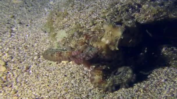 Θαλάσσια Ζωή Κάμερα Ακολουθεί Κοινό Χταπόδι Octopus Vulgaris Οποίο Κινείται — Αρχείο Βίντεο