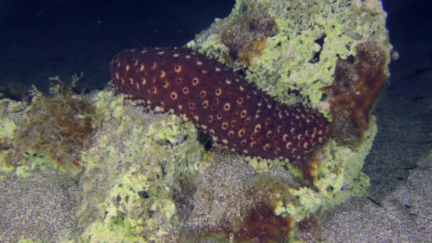 变幻莫测的海洋黄瓜 Holothuria Sanctori 在海底岩石上缓慢爬行 夜间拍摄 — 图库视频影像