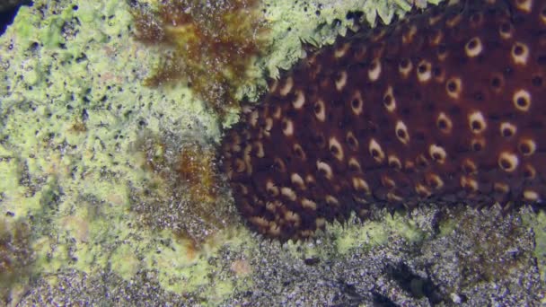 Подводная Сцена Переменный Морской Огурец Holothuria Sanctori Медленно Ползающий Скале — стоковое видео