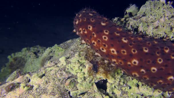 海洋生物 カメラの前の石の上に変動する海のキュウリ ホロスリア サンゴイリ が這い 速度4 — ストック動画
