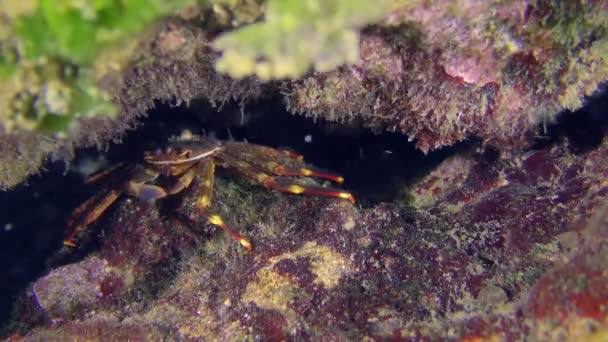 Επεμβατική Sally Lightfoot Crab Nimble Spray Crab Urchin Crab Percnon — Αρχείο Βίντεο