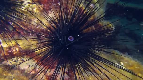 Schwarzer Langstachelseeigel Oder Langstachelseeigel Diadema Setosum Auf Felsigem Grund Langsamer — Stockvideo