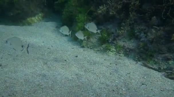 Diversi Pesci Seabream Anulare Nuotare Sullo Sfondo Pietre Sotto Trova — Video Stock