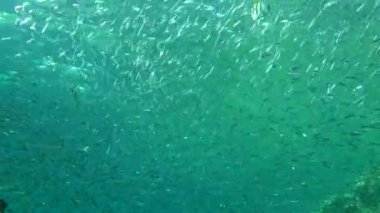 Birkaç büyük balık, Hardyhead Silverside (Atherinomorus lacunosus) adlı büyük bir balık kümesini inceliyor.).