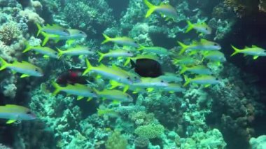 Sarı çizgili keçi balığı (Mulloidichthys flavolineatus), diğer mercan balıklarıyla birlikte mercan resif duvarı boyunca yavaşça yüzer..