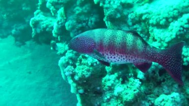 Leopar Grupçusu (Plectropomus pessuliferus) yavaş yavaş büyük türlerin mızrak avcıları dışında düşmanı yoktur..