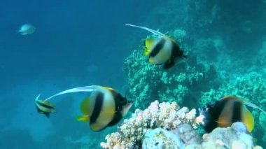 Üç Kızıl Deniz Sancak Balığı (Heniochus intermedius) bir mercan çalısının yanında yer alır..
