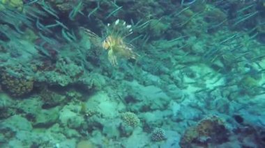 Avlanan Sıradan Aslan Balığı (Pterois volitans): Küçük bir Hardyhead Gümüş Balığı sürüsü renkli Aslan Balığı kovalamacasını ortaya çıkarmak için yayılır.