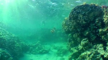 Av Alanı Aslan Balığı (Pterois volitans): Aslan Balığı tarafından kovalanan Hardyhead Silverside adlı küçük bir balık sürüsü.