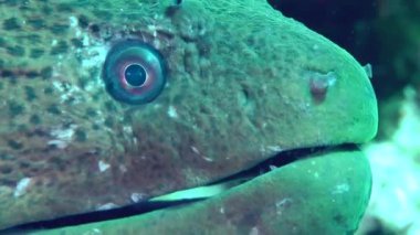 Dev bir moray (Gymnothorax javanicus) ağızlık aşırı yakın çekim).