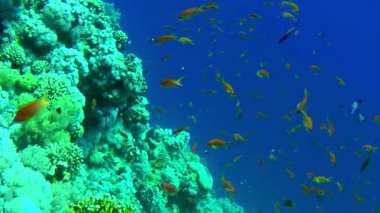 Bir kırmızı-turuncu deniz altın sürüsü veya Lyretail Anthias (Pseudanthias squamipinnis) bir mercan resifinin üzerindeki mavi-mor su sütunu içindeki planktonlarla beslenir..