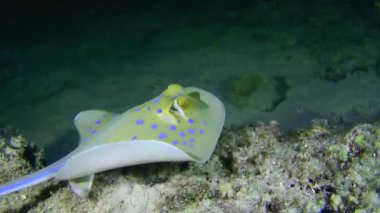Mavi benekli Stingray (Taeniura lymma) yiyecek bulmak için kumlu zemini kazar, yakın plan, gece görüntüsü.