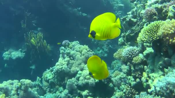 Par Peces Mariposa Amarillos Bluecheek Chaetodon Semilarvatus Contexto Arrecife Coral — Vídeo de stock