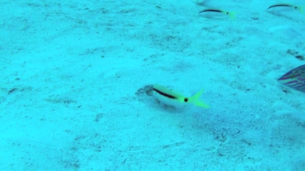 Aide Mutuelle Sous Marine Des Chèvres Mer Rouge Parupeneus Forsskali — Video