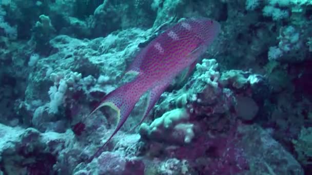 Lyretail Grouper Cores Vivas Variola Louti Nada Longo Parede Coral — Vídeo de Stock