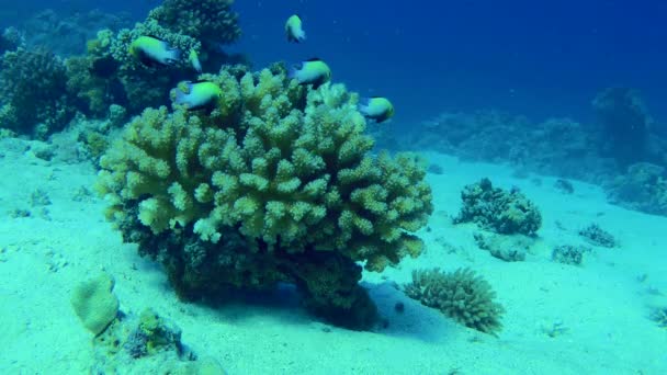 School Red Sea Dascyllus Dascyllus Marginatus Swims Bush Hard Coral — Stock Video