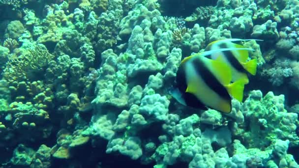 Ένα Ζευγάρι Bannerfish Ερυθράς Θάλασσας Heniochus Intermedius Κολυμπά Αργά Συγχρονισμένα — Αρχείο Βίντεο
